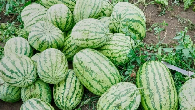 Ituri-agriculture: un jeune agronome réussit à produire la pastèque à Bunia